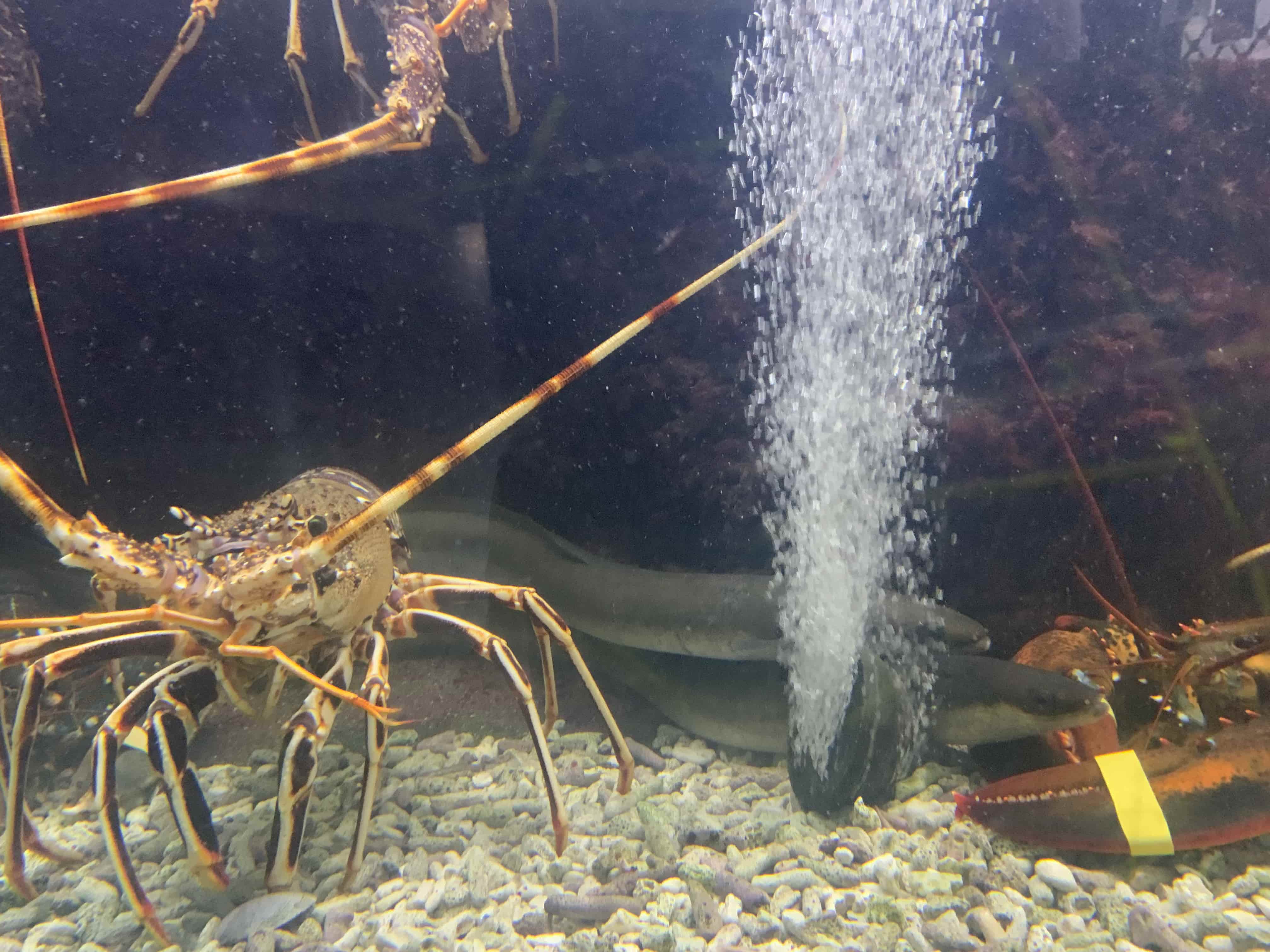 poissonnerie salon de provence-poissons frais miramas-restaurant arles-plateaux de fruits de mer les alpilles-traiteur grans-degustation de vin saint chamas-restaurant de poisson pelissanne